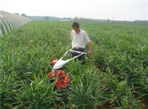 大薑田園辦理機